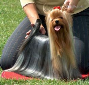  Look Hot N`spicy of Happy Blue — Labaza DogPedigree YorkshireTerrier